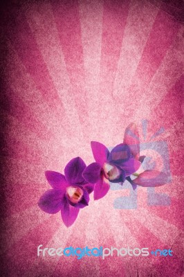 Purple Orchid Stock Photo
