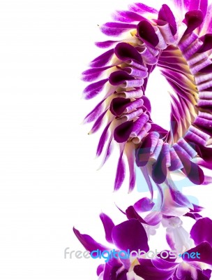 Purple Orchid Garland Stock Photo