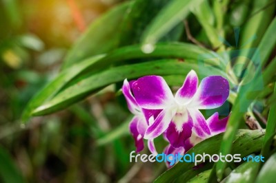Purple Orchid With Natural Green Stock Photo