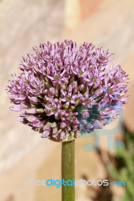 Purple Pom Pom Alium Flower Stock Photo