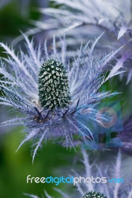 Purple Thistle Plant Stock Photo