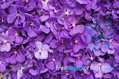 Purple Vanda Orchid Stock Photo