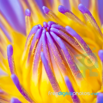 Purple Water Lily Stock Photo