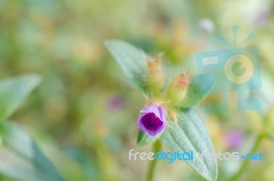 
Purple Wildflowers Born On Stream In The Forest Beautiful Detai… Stock Photo