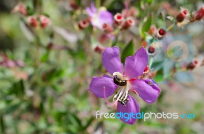 
Purple Wildflowers Born On Stream In The Forest Beautiful Detai… Stock Photo