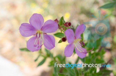 Purple Wildflowers Born On Stream In The Forest Beautiful Detai… Stock Photo