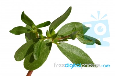 Purslane Stock Photo