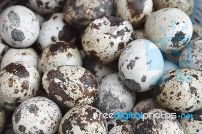 Quail Eggs Stock Photo