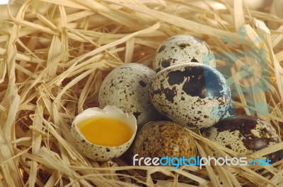 Quail Eggs Stock Photo