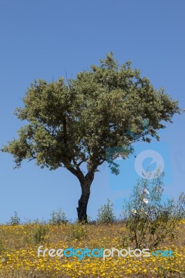 Quercus Ilex Tree Stock Photo