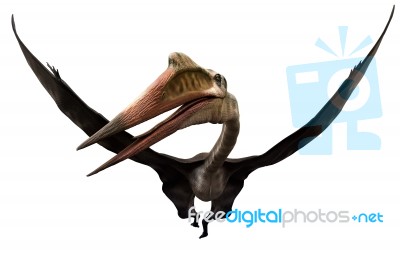 Quetzalcoatlus Stock Image