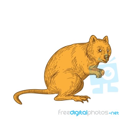 Quokka Drawing Color Stock Image