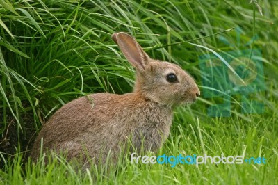 Rabbit Stock Photo