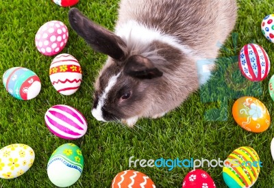 Rabbit And Easter Eggs In Green Grass Stock Photo