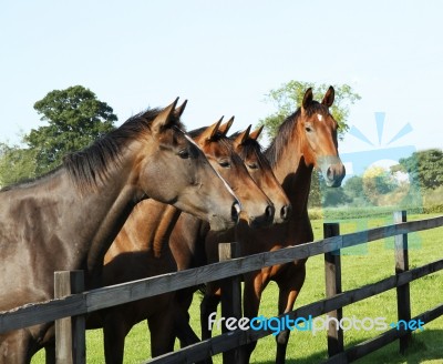 Race Horses Stock Photo