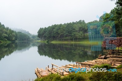 Raft Bamboo Lake And Pine Forest At Morning Stock Photo