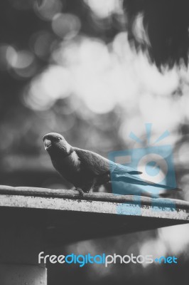 Rainbow Lorikeet Stock Photo