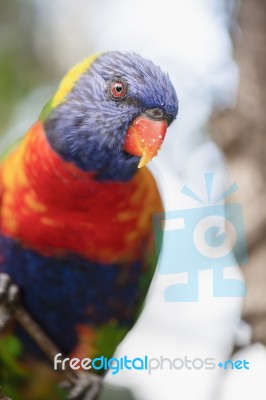 Rainbow Lorikeet Stock Photo