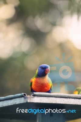 Rainbow Lorikeet Outside During The Day Stock Photo