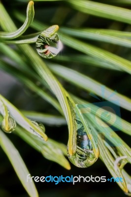 Raindrops On Pine Needles Stock Photo