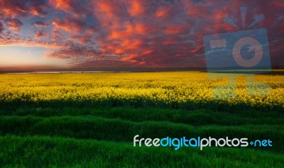 Rapeseed Stock Photo