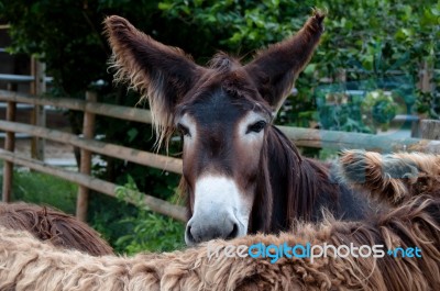 Rare Poitou Donkeys Stock Photo