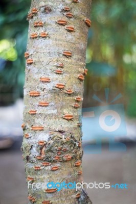Rare Texture Of Tree Bark Stock Photo