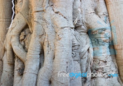 Rare Texture Of Tree Bark Stock Photo