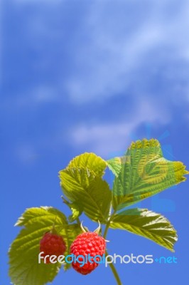 Raspberries Under Sky Stock Photo