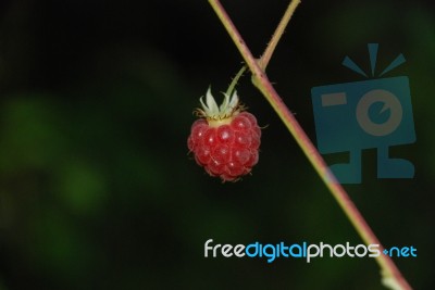 Raspberry Stock Photo