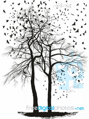 Ravens On A Acacia Trees Stock Image