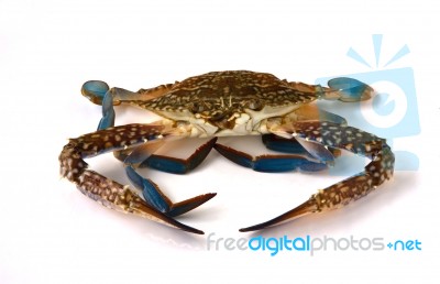 Raw Crab Stock Photo
