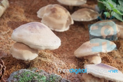 Raw Fresh Shiitake Mushrooms For Display Stock Photo