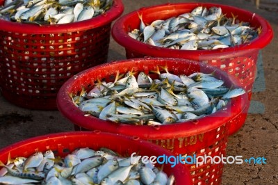 Raw Material Fish In Baskets Stock Photo