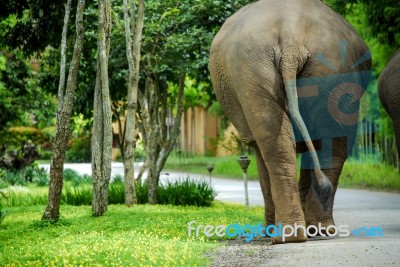 Rear View Of Thai Elephant Stock Photo