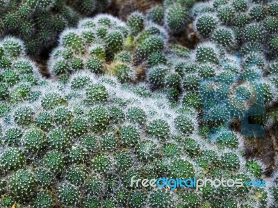 Rebutia Cactus (rebutia Albiflora) Stock Photo