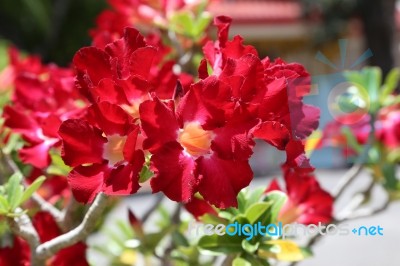 Red Adenium Flowers Stock Photo