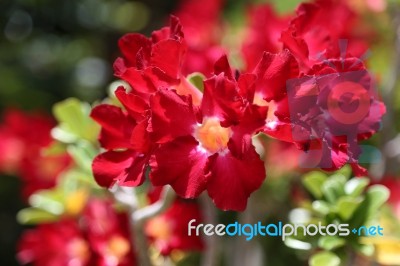 Red Adenium Flowers Stock Photo