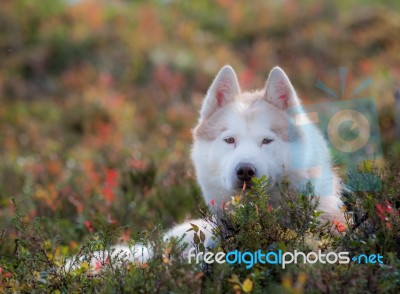 Red Alaskan Malamute#1 Stock Photo