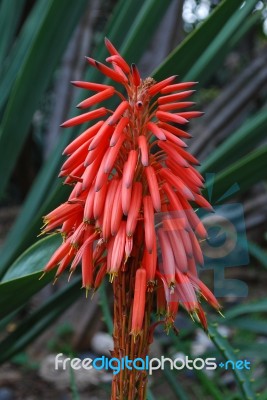 Red Aloe Ciliaris Flower Stock Photo Red Aloe Ciliaris Flower Stock Photo