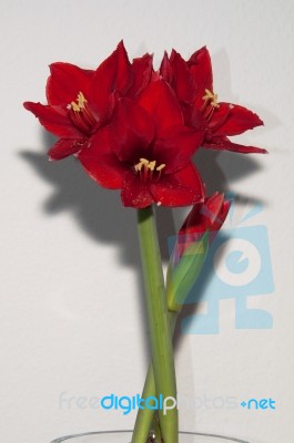 Red Amaryllis Stock Photo