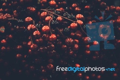 Red And Black Christmas Berries Stock Photo