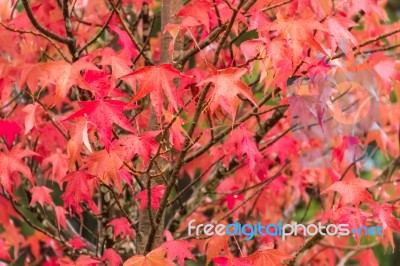 Red And Orange Leaves Of The Liquidambar Under The Autumn Rain Stock Photo