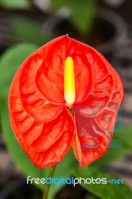 Red  And Yellow Flamingo Flower Stock Photo