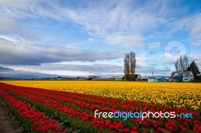Red And Yellow Tulip Field Against Beautiful Blue Sky Stock Photo