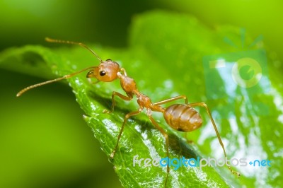 Red Ant On Green Background Stock Photo