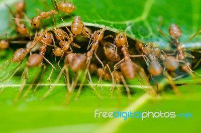 Red Ant Teamwork Stock Photo