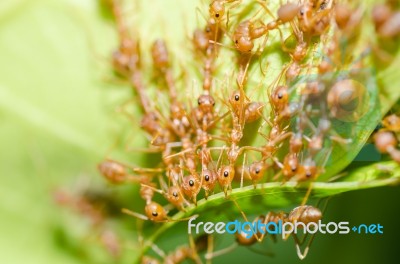 Red Ant Teamwork Stock Photo