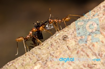 Red Ants Stock Photo