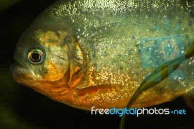 Red Bellied Piranha Fish On A Tank Stock Photo